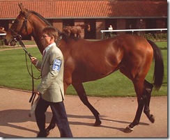 Falconry_071005_nmkt1